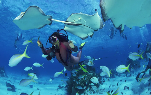 Identificación de Peces de Arrecife
