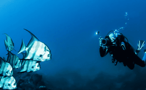 Digital Videographer Diver