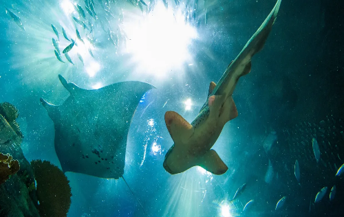 Conservación de Tiburones