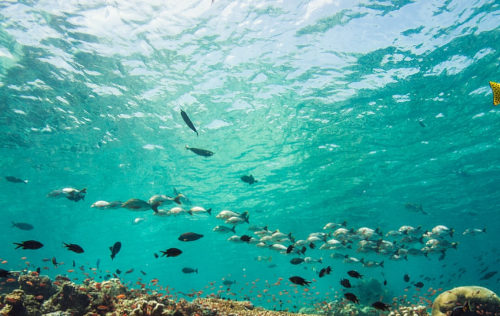 Fish Identification Fish Identification