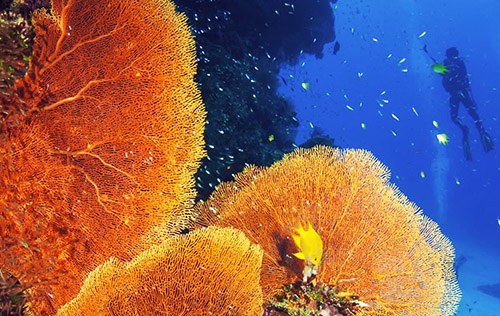 Coral Reef Conservation Coral Reef Conservation