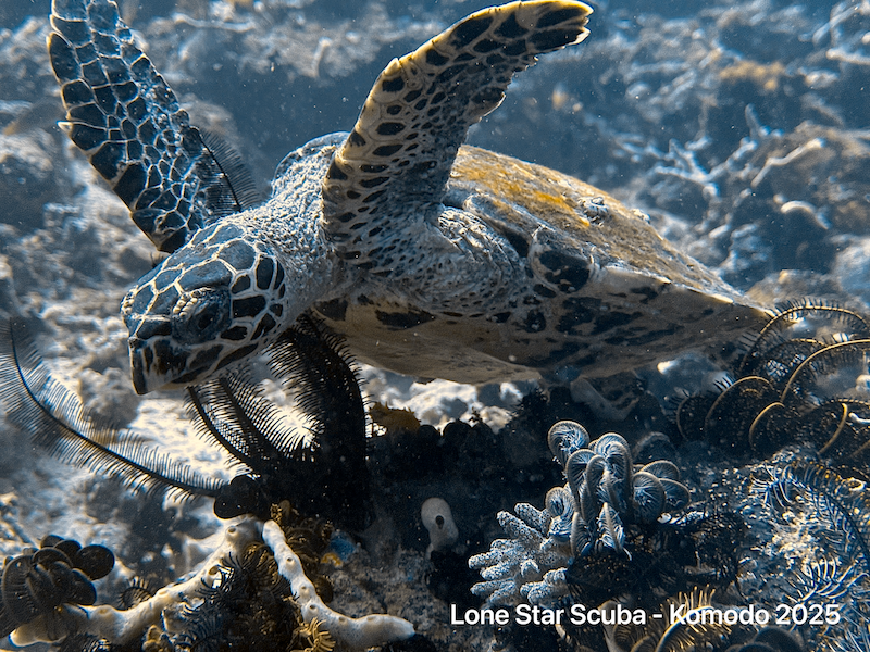 Carl Golightly Carl Golightly