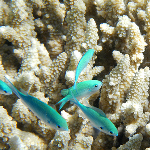 Robyn Doege Robyn Doege