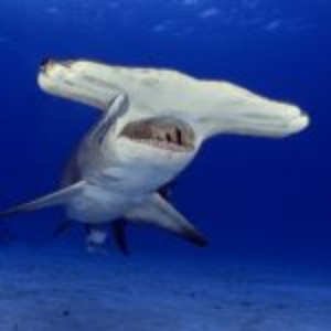 Matt Miller Matt Miller