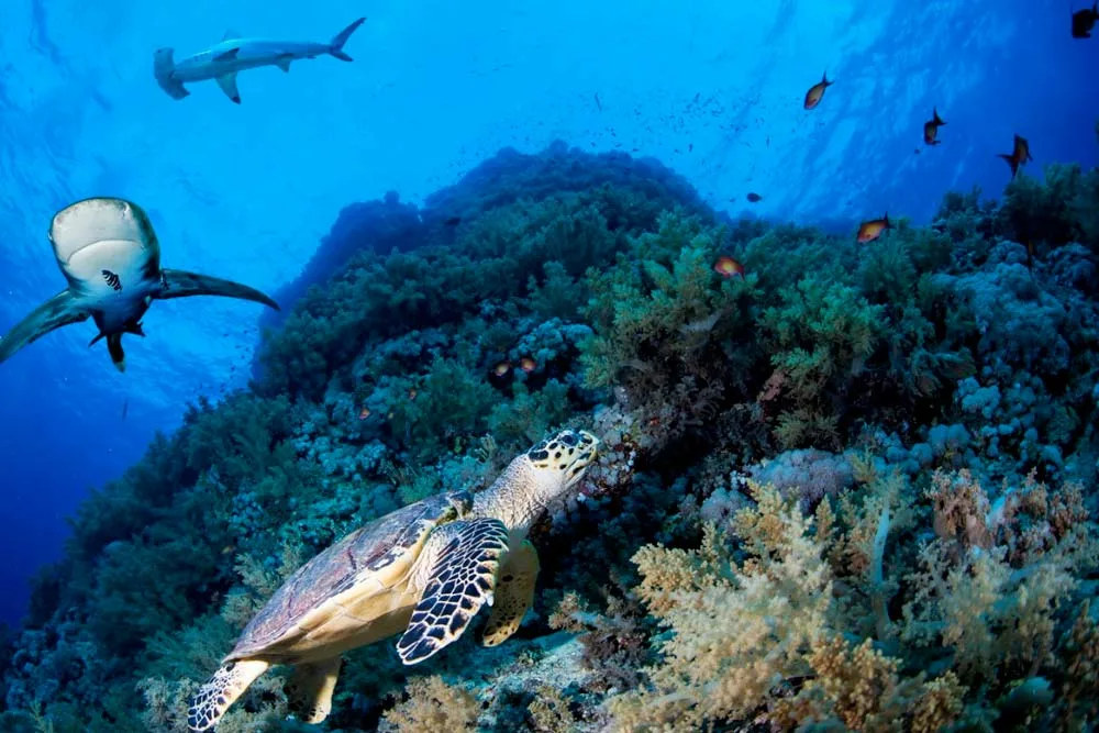 Red Sea Brothers, Daedalus & Elphinstone - 2027 (16-23 Oct)