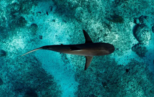PADI AWARE Shark and Ray Diver
