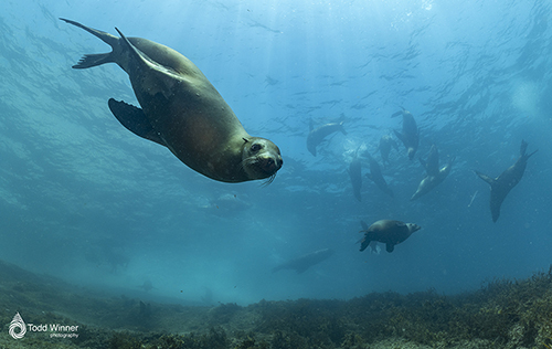 SEA OF CORTEZ, QUINO DEL MAR, AUGUST, 2026
