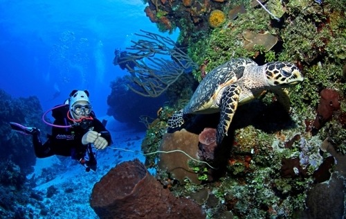 Open Water Referral Cozumel