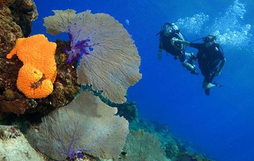 PADI Open Water Referral