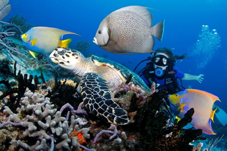 Two Tank Cozumel Boat Dive