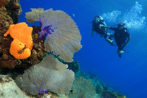 PADI OPEN WATER COURSE, SHORE DIVES ONLY