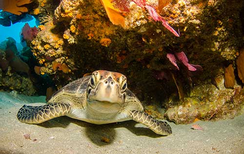 Marine Life Awareness