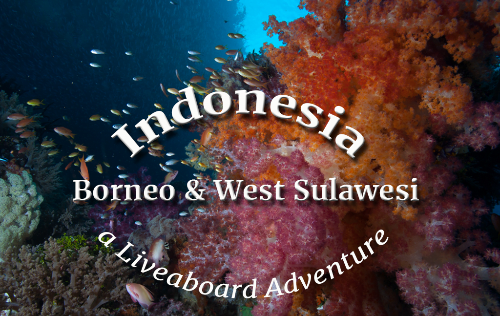 Indonesia Best of Borneo and West Sulawesi
