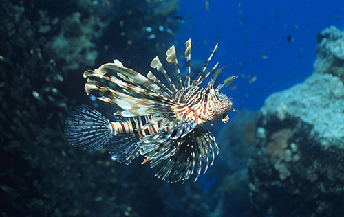 Underwater Game Collection & Spearfishing