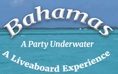 Bahamas - A Liveaboard Adventure