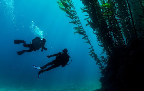Deep Diver