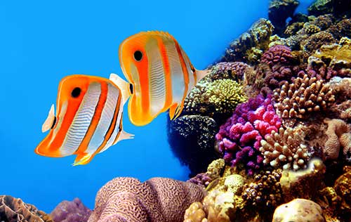 Underwater Naturalist