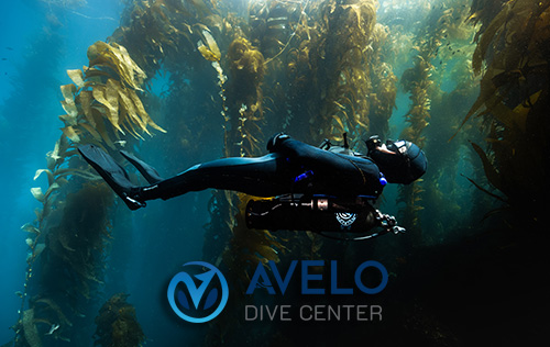 Avelo Essentials