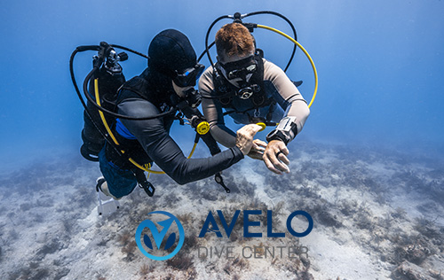 Avelo Diver