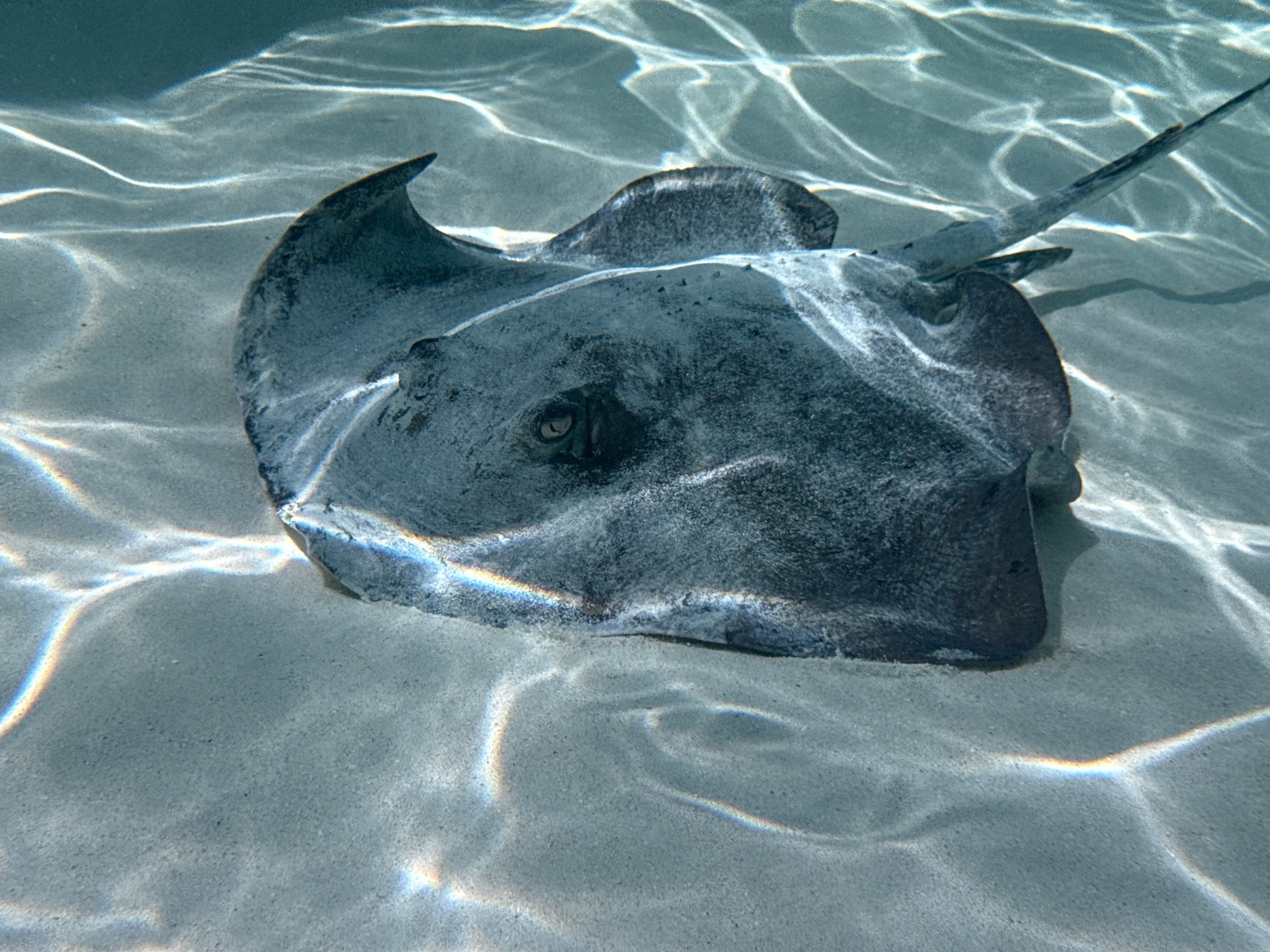 Cozumel June 2026 Reef Diving Summer Get Away Cozumel June 2026 Reef Diving Summer Get Away