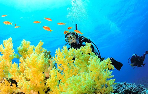 Discover Local Diving