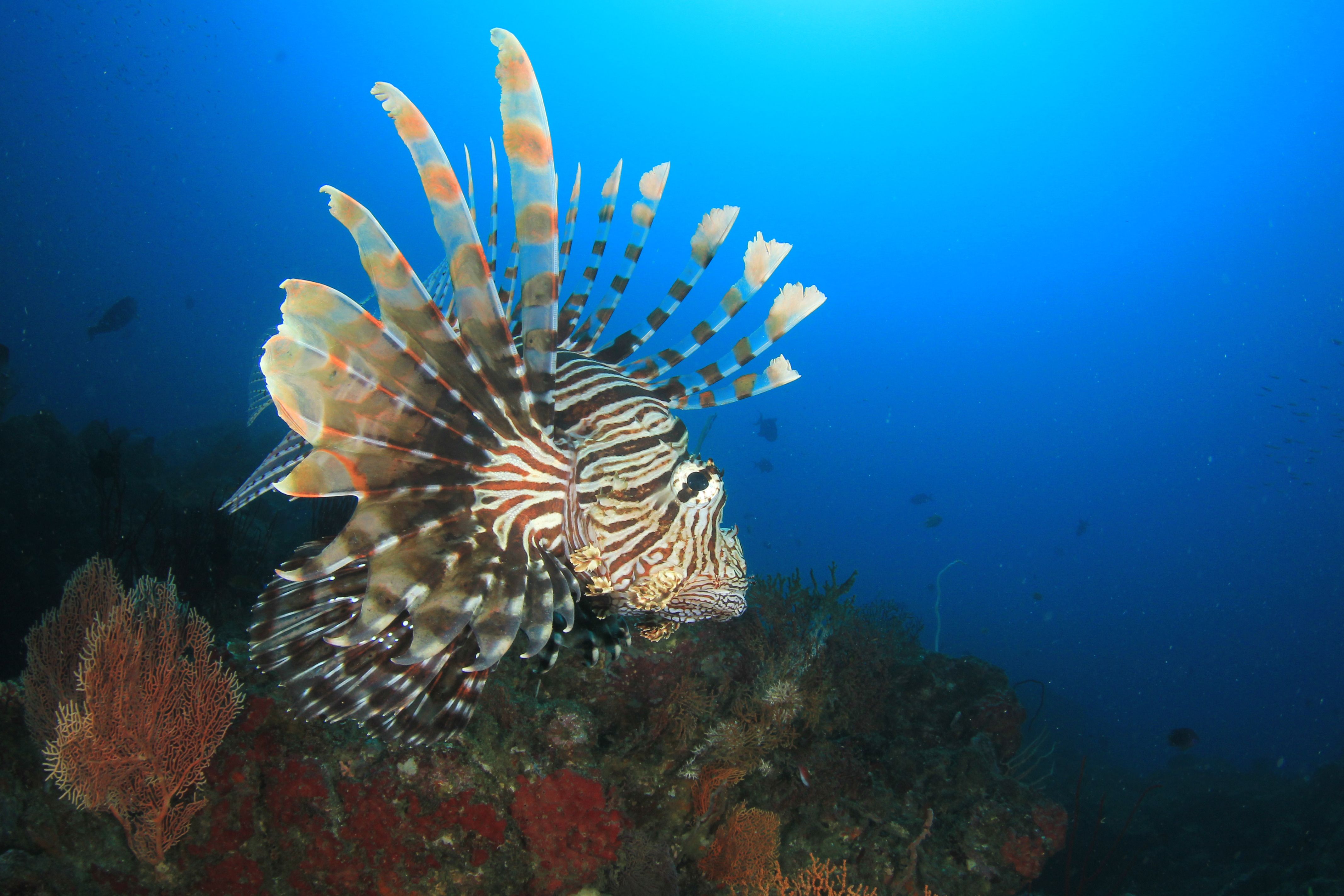 West Palm Lionfish Hunting Dive