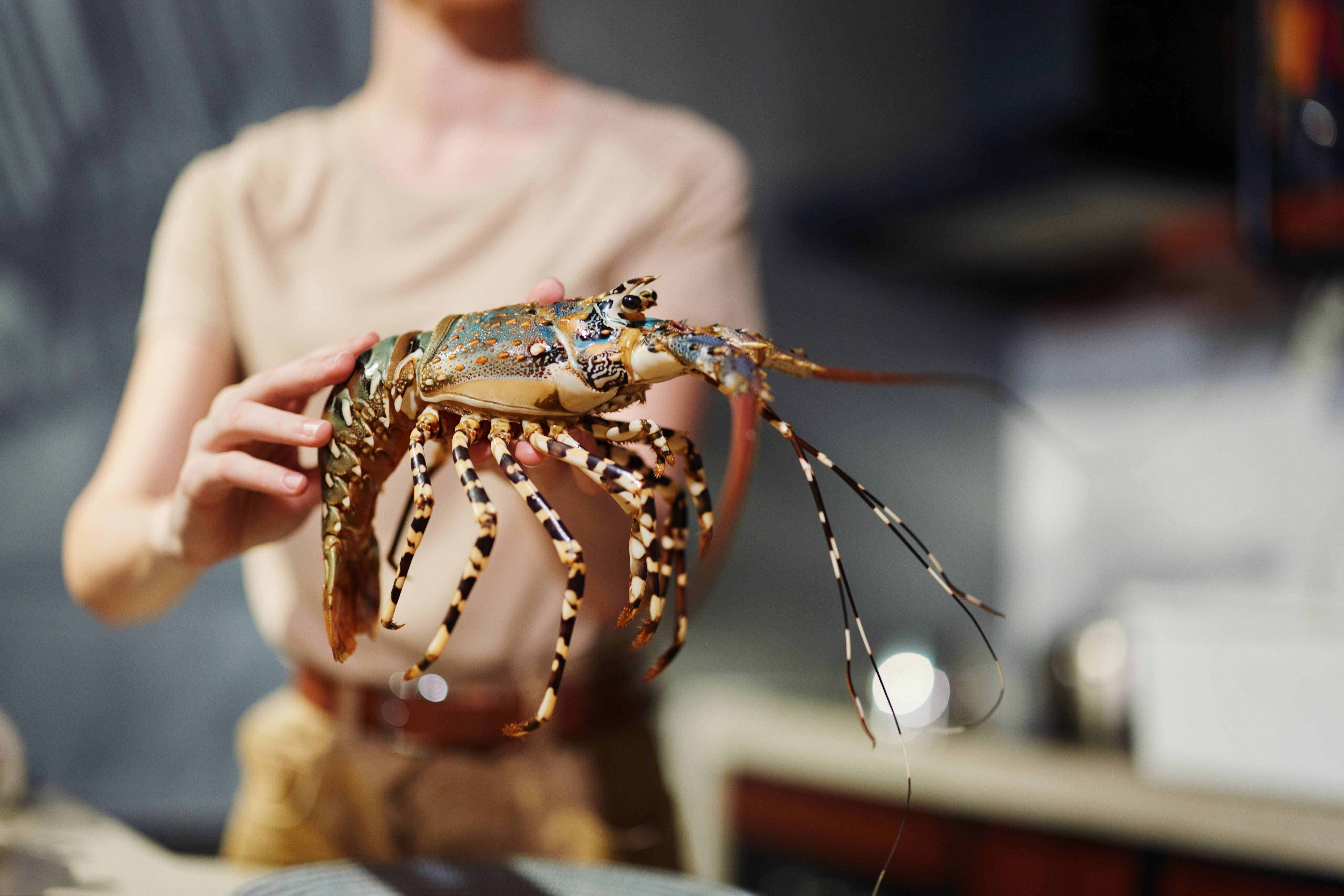 Key Largo Lobster Season Weekend Dive Trip