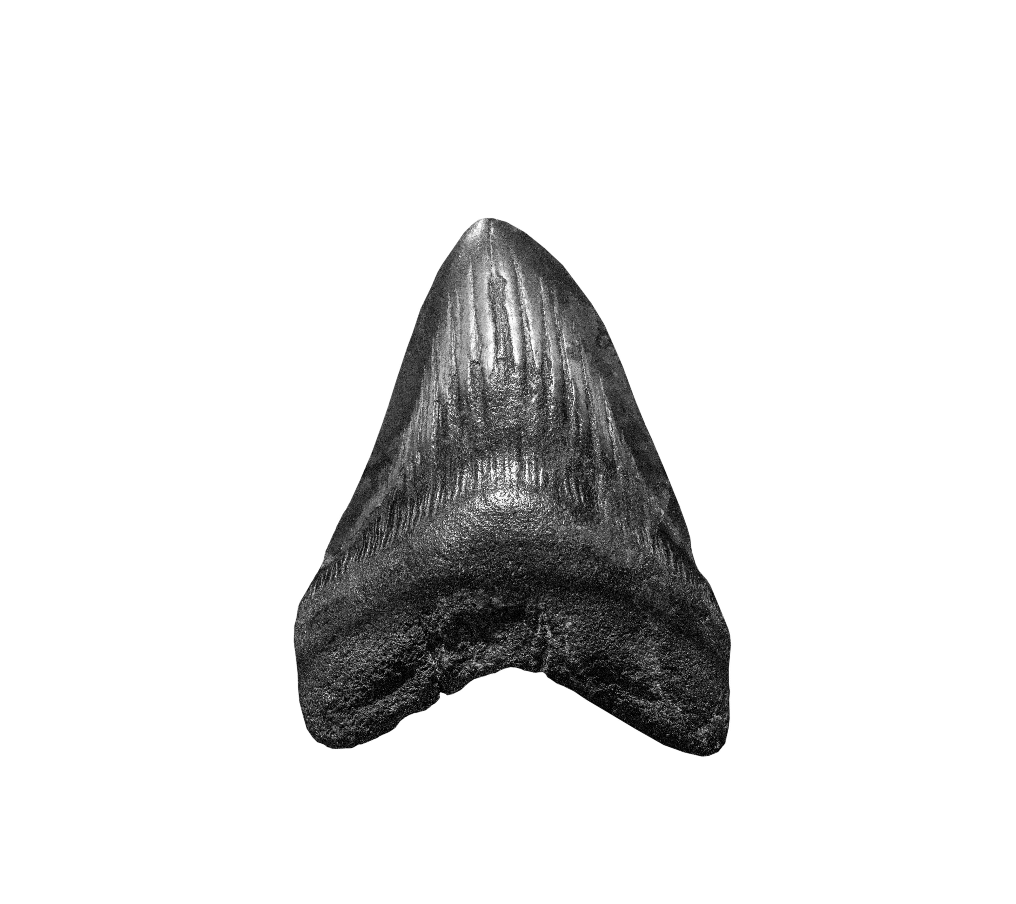 Venice Shark Tooth Dive