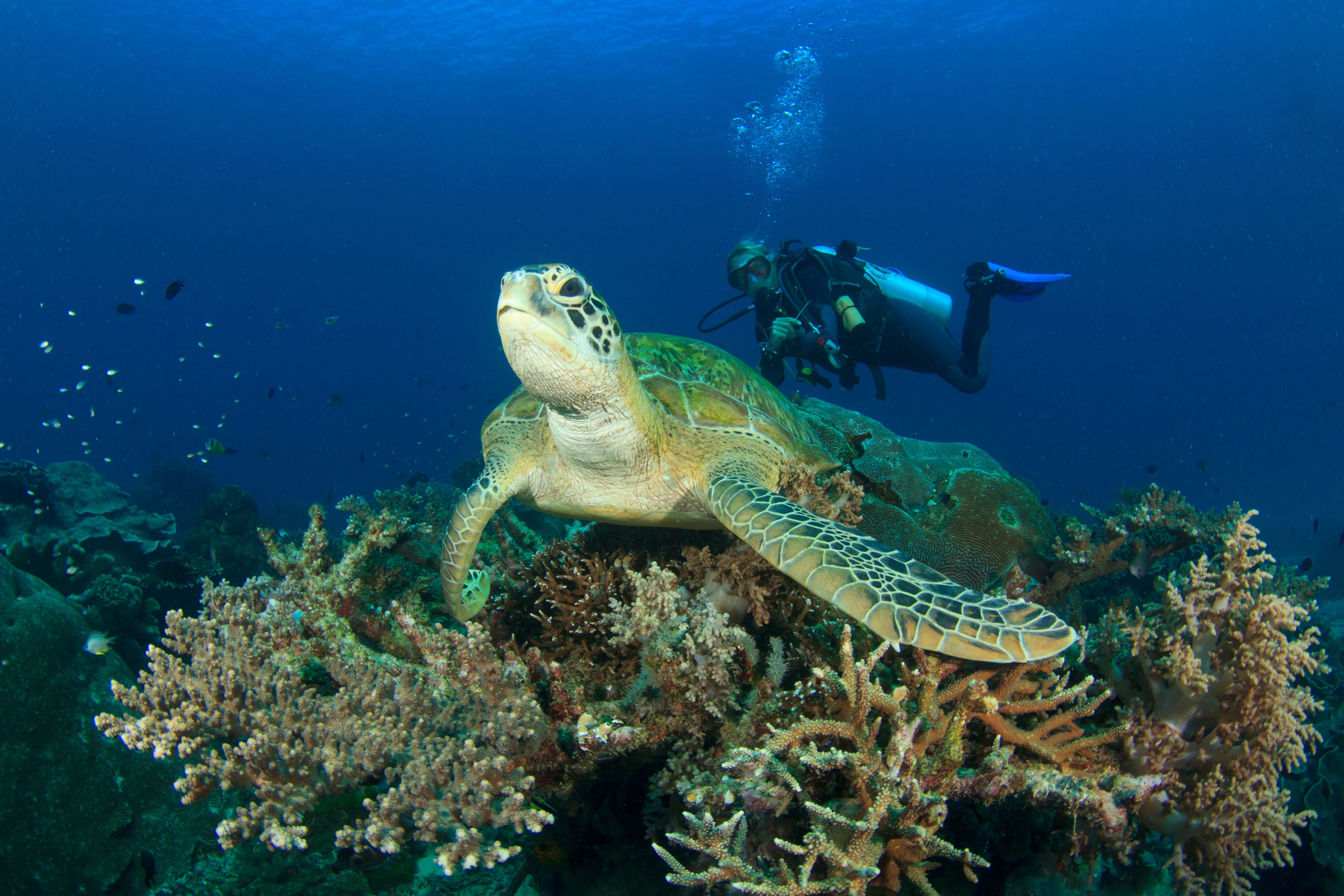 Key Largo Weekend for  Advanced Open Water and Nitrox Divers