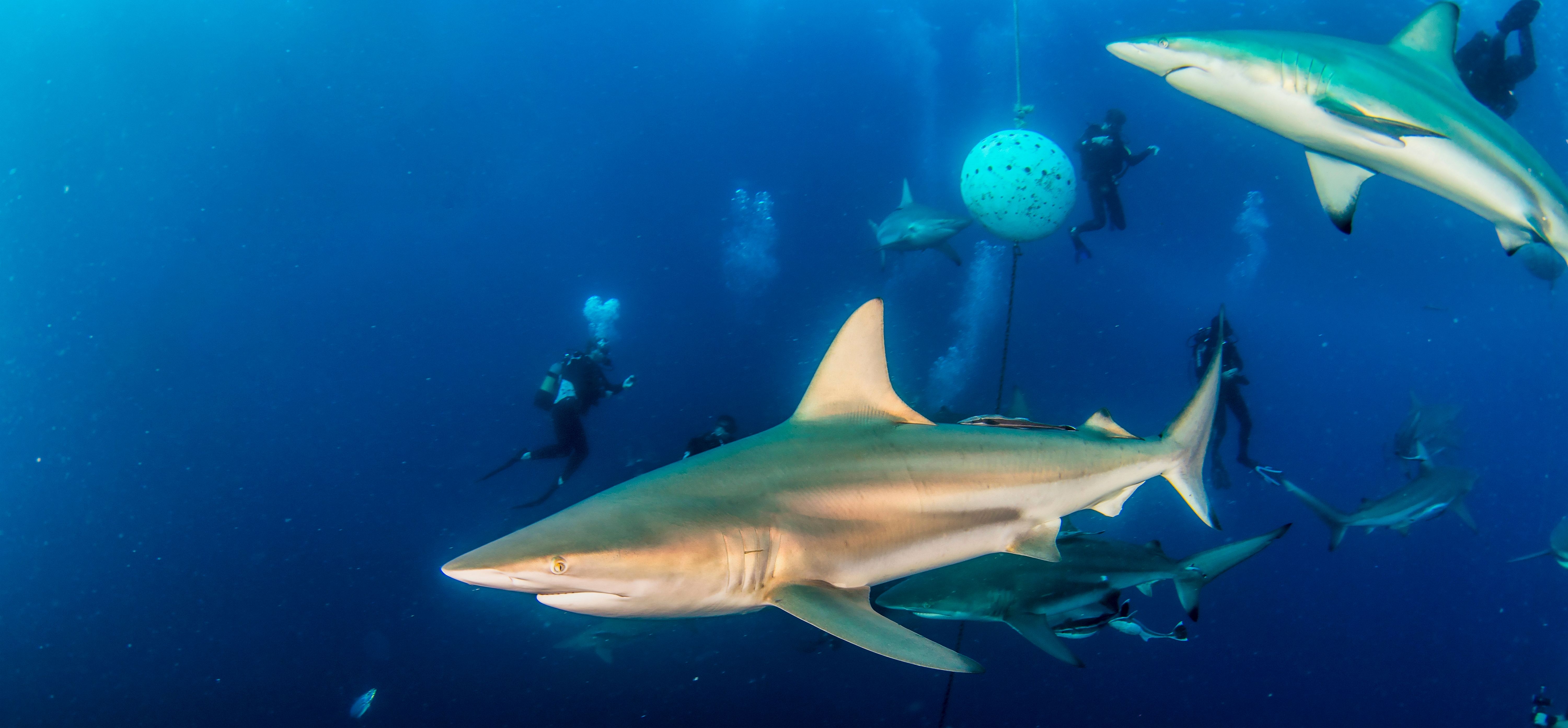 Shark Dives - Nitrox Required