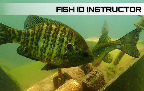 Fish Identification Instructor