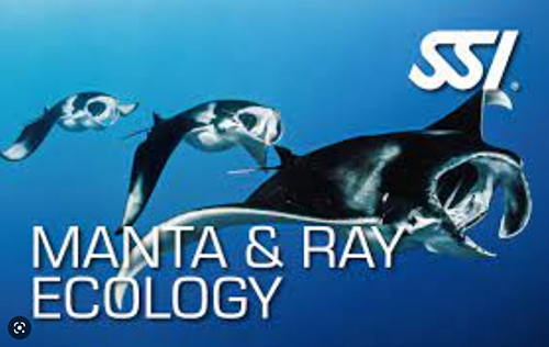 Manta & Ray Ecology