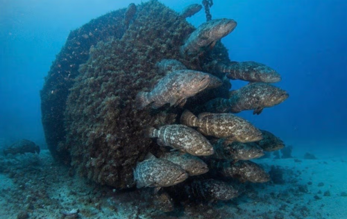 Goliath Grouper Aggregation