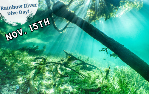 Rainbow River Dive Day - November 15th, 2025