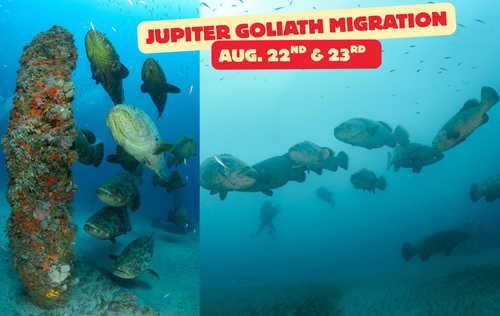 Goliath Grouper migration weekend - August 22nd & 23rd