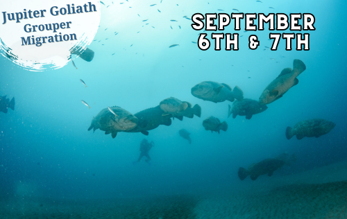 Goliath Grouper migration weekend - September 6th & 7th