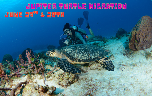 Jupiter Turtle Migration Weekend - June 27th & 28th
