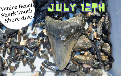 Venice Beach Shore Dive & Potluck Picnic - July 12th