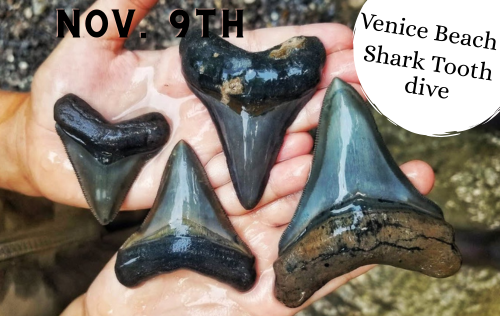 Venice Beach Shore Dive & Potluck Picnic - Nov. 9th