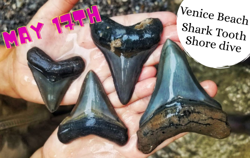 Venice Beach Shore Dive & Potluck Picnic - May 17th