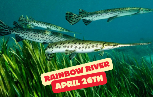 Rainbow River Dive Day - April 26th