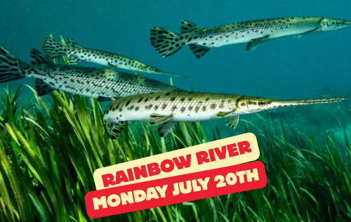 Rainbow River Dive Day - July 20th