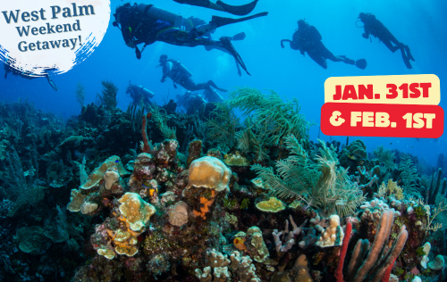 West Palm Boat Dive & Blue Heron Bridge Weekend- Jan. 31st & Feb. 1st