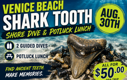Venice Beach Shore Dive & Potluck Picnic - August 30th