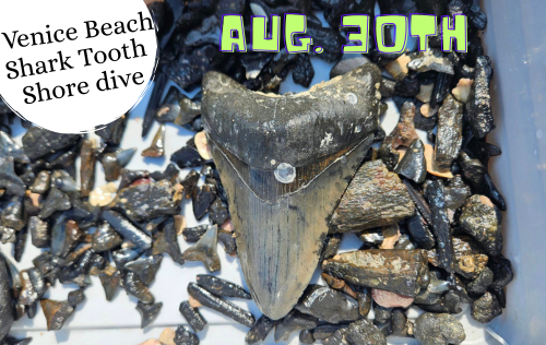 Venice Beach Shore Dive & Potluck Picnic - August 30th