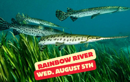 Rainbow River Dive Day - Wednesday August 5th