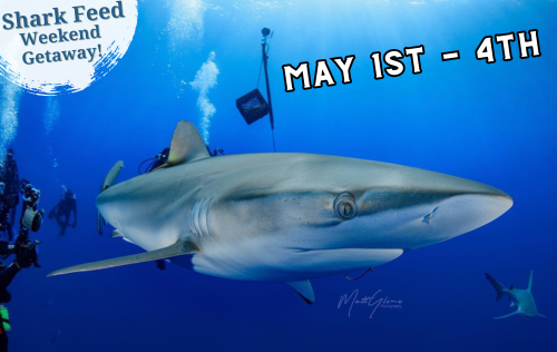 Jupiter Shark Feed Weekend - May 1st - 3rd